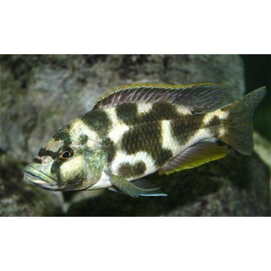 Фото Ливингстон (Nimbrochromis livingstoni) - 5см labeo.com.ua