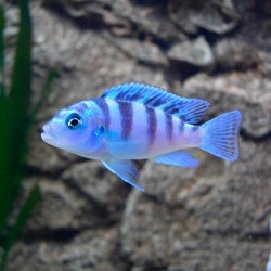 Ломбардо ( Pseudotropheus lombardoi) - 3-4см
