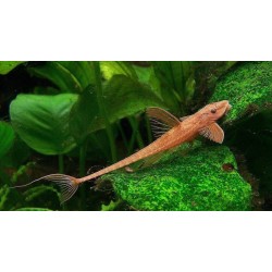 Лорикария  (Rineloricaria sp. red) - 4.5-5см