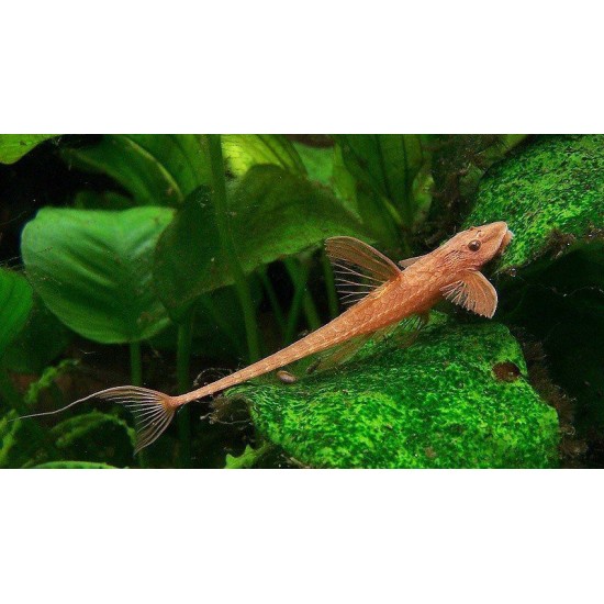 Фото Лорикария  (Rineloricaria sp. red) - 4.5-5см Смотреть