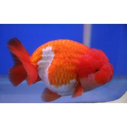 Львиноголовка красно-белая (Carassius auratus) - 6см