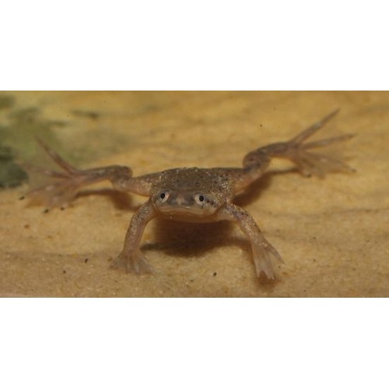 Фото Лягушка карликовая (Hymenochirus boettgeri) - 3см labeo.com.ua