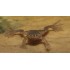 Лягушка карликовая (Hymenochirus boettgeri) - 3см