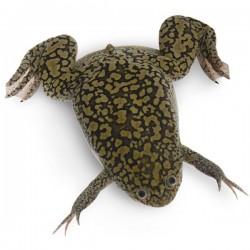 Лягушка шпорцевая альбинос (Xenopus laevis) - 3см