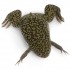 Лягушка шпорцевая альбинос (Xenopus laevis) - 3см