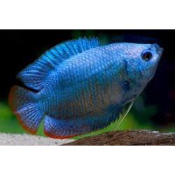 Лялиус кобальтовый (Colisa lalia Cobalt) - 3-4см 