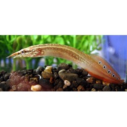 Макрогнатус глазчатый (Macrognathus aculeatus) - 5-6см