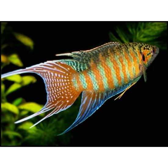 Фото Макропод (Macropodus opercularis) - 4-4.5см labeo.com.ua