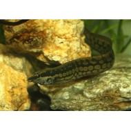 Мастацембел арматус (Mastacembelus armatus) - 10-13см