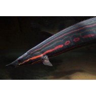 Мастацембел краснополосый (Mastacembelus erythrotaenia) - 9см