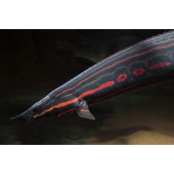 Мастацембел краснополосый (Mastacembelus erythrotaenia) - 9см