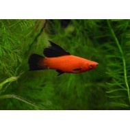 Меченосец бабочка (Xiphophorus helleri) - 3-3,5см