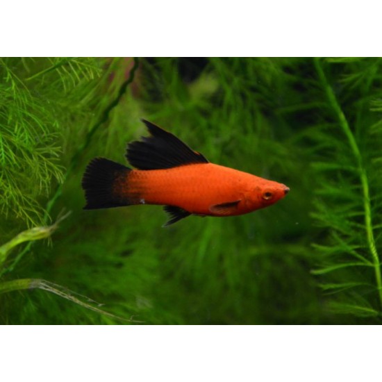 Фото Меченосец бабочка (Xiphophorus helleri) - 3-3,5см Смотреть