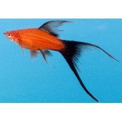 Меченосец красный, красно-черный вильчатый (Xiphophorus helleri) - 3-4см