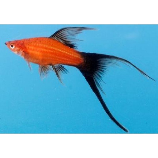 Фото Меченосец красный, красно-черный вильчатый (Xiphophorus helleri) - 3-4см Смотреть