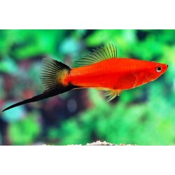 Меченосец красный, красно-черный (Xiphophorus helleri) - 3см