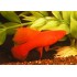 Меченосец красный рубин (Xiphophorus helleri) - 3-3,5см