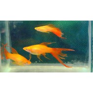 Меченосец мериголд  (Xiphophorus helleri) - 3-4см