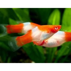 Меченосец санта клаус (Xiphophorus helleri) - 2.5-3см
