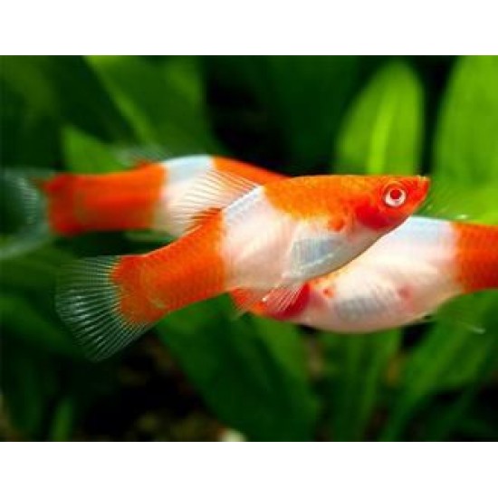 Фото Меченосец санта клаус (Xiphophorus helleri) - 2.5-3см Смотреть