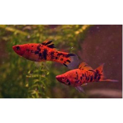 Меченосец тигровый  (Xiphophorus helleri) - 3-3,5см