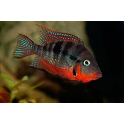 Меека (Thorichthys meeki) - 3-4см