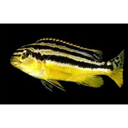 Меланохромис ауратус (Melanochromis auratus) - 3-4см