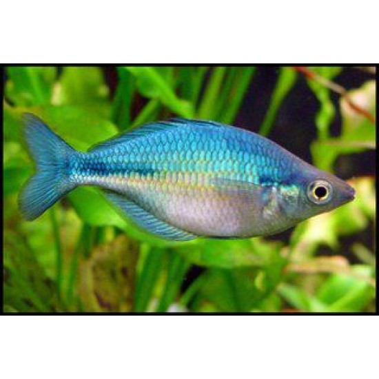 Фото Меланотения лакустрис Бирюзовая (Melanotaenia lacustris) - 3-4см Смотреть