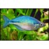 Меланотения лакустрис Бирюзовая (Melanotaenia lacustris) - 3-4см