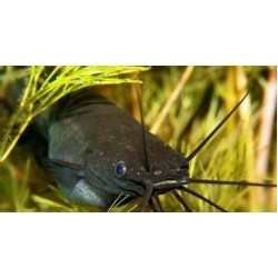 Мешкожаберный сом (Heteropneustes fossilis) - 4см