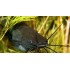 Мешкожаберный сом (Heteropneustes fossilis) - 4см