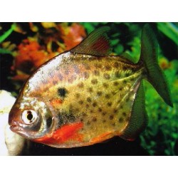 Метинис пятнистый (Metynnis lippincottianus)  - 5-5,5см