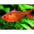 Минор (Hyphessobrycon callistus) - 2-3см