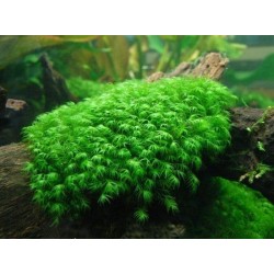 Мох Феникс (Fissidens fontanus) пучек
