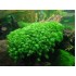 Мох Феникс (Fissidens fontanus) пучек