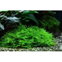 Мох кристмас (Vesicularia montagnei) пучек