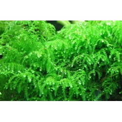 Мох плакучий (Vesicularia ferriei Weeping Moss) пучек