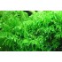 Мох плакучий (Vesicularia ferriei Weeping Moss) пучек