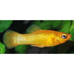 Моллинезия апельсин (Poecilia sphenops) - 3см