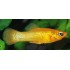 Моллинезия апельсин (Poecilia sphenops) - 3см