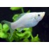 Моллинезия белая обычная, лирохвостая (Poecilia sphenops) - 2-3см