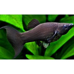 Моллинезия черная обычная, лирохвостая (Poecilia sphenops) - 2,5-3см