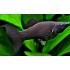 Моллинезия черная обычная, лирохвостая (Poecilia sphenops) - 2,5-3см