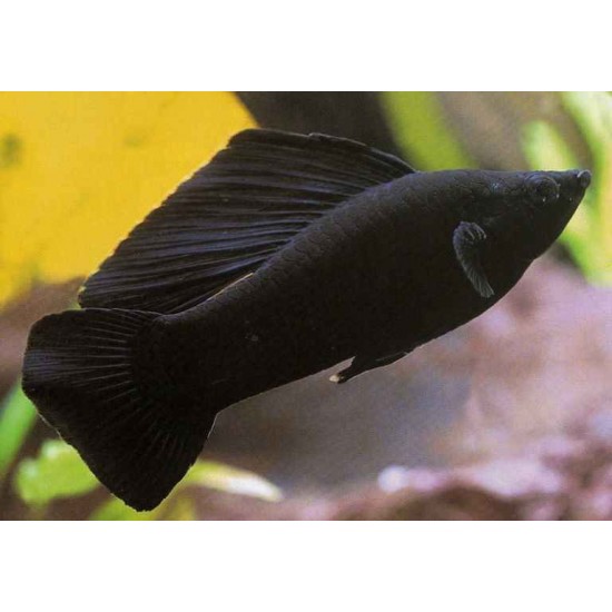 Фото Моллинезия велифера черная (Poecilia sphenops) - 2.5-3см Смотреть
