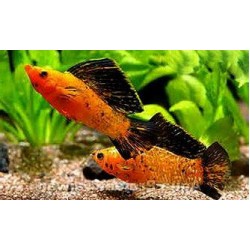 Моллинезия велифера оранжево-черная (Poecilia sphenops) - 3-3.5см
