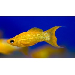 Моллинезия золотая обычная и лира (Poecilia sphenops) - 3-4см