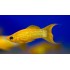 Моллинезия золотая обычная и лира (Poecilia sphenops) - 3-4см