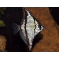 Монодактил себа (Monodactylus Sebae) - 4,5-5см