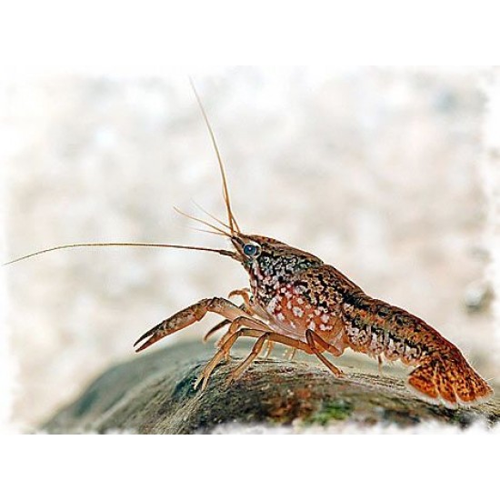 Фото Рак голубой (Procambarus fallax forma virginalis) - 5см Смотреть