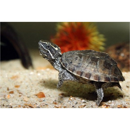 Фото Мускусная черепаха (Sternotherus odoratus) - 4см labeo.com.ua